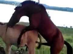 Horse fucking his vixen by riding over her